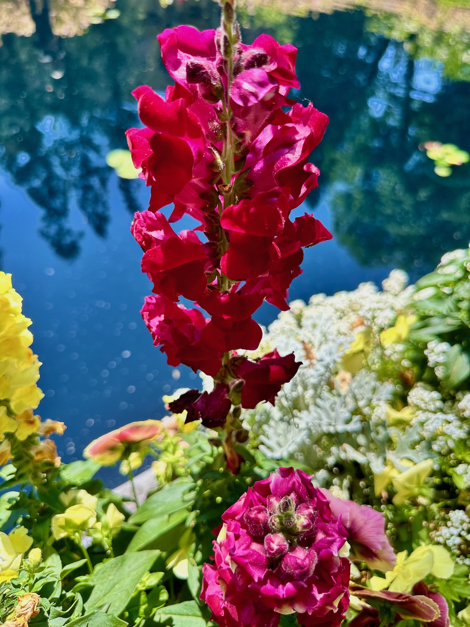 Winterthur Snapdragon